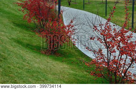 Ornamental Apple Trees In The Park On The Square Have The Shape Of Shrubs Branching Directly From Th