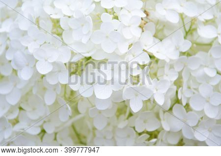Bright White Blossoms Of Hydrangeas In The Garden.