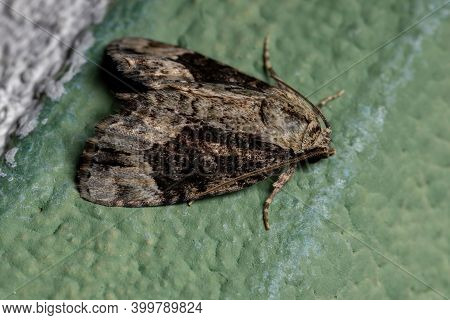 Adult Cutworm Moth