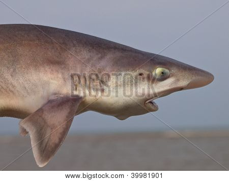 gemeinsame Smooth Hound (Mustelus Mustelus)