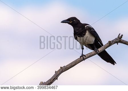 Magpie Or Pica Pica Perched On A Tree Branch On Sky Background.