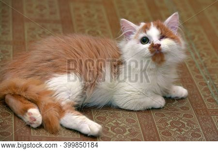 Small Red And White Kitten One-eyed Disabled