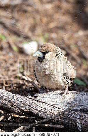 Small Bird Sociable Weaver (philetairus Socius)at Kalahari Transfontier Park, South Africa