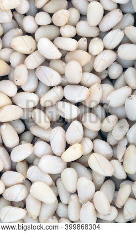 Many Cedar Nut  At Dry Sunny Summer Day