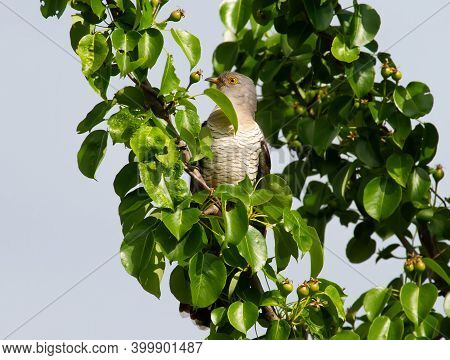 Common Cuckoo, Cuculus Canorus. The Bird Sits On A Fruit Tree Among Unripe Fruits Against The Backgr