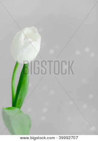 Bílý Tulipán na šedém pozadí