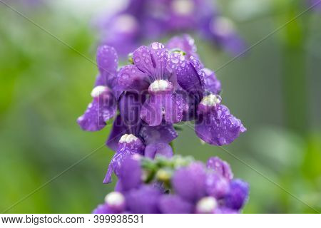 Close Up Of Purple Nemesia Flowers In Bloom