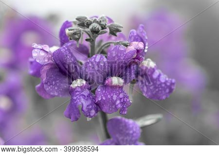Purple Nemesia Flowers