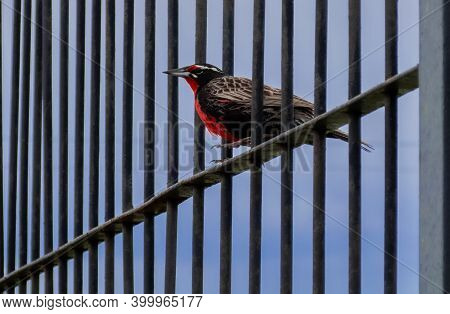 A Long Tailed Meadowlark Or Red Chest Bird Standing On A Fence, Also Said Common Loica Or Leistes Lo