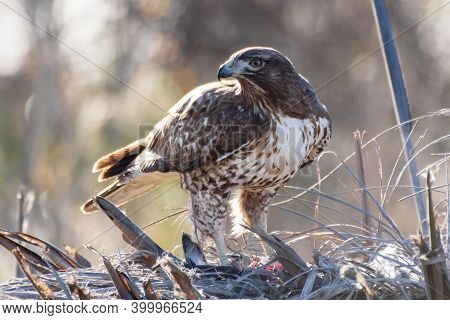 Majestic Coopers Hawk Stands Over Freshy Hunted Prey And Ready To Protect His Meal.