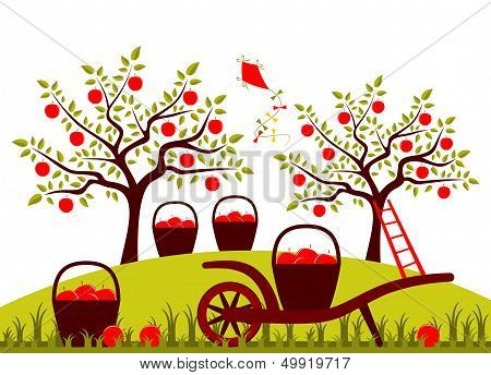 Apple Harvest