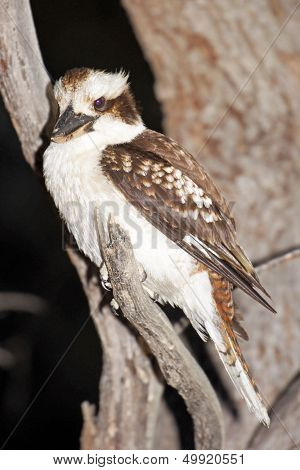 Kookaburra, Australia