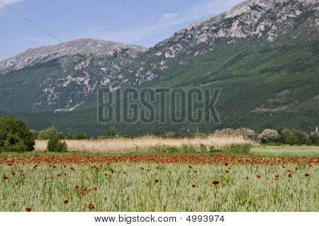 Haşhaş dağlarda Alanlarımız