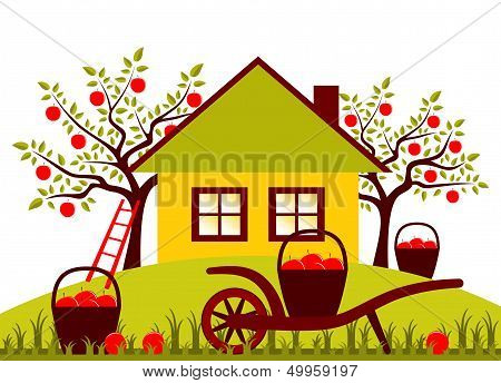 Apple Harvest