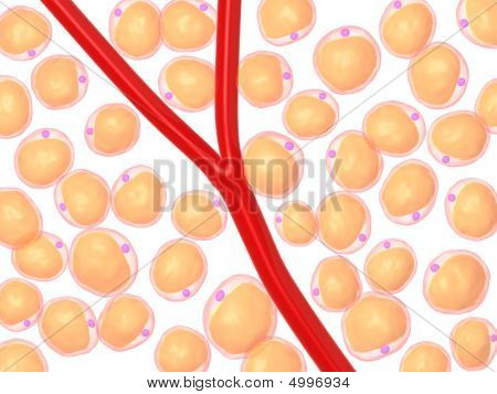 Komórki tłuszczowe
