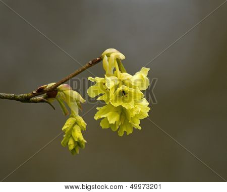 Fragrant Winter Hazel