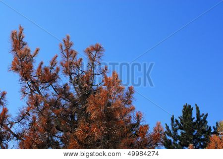 Orange Pine Tree Needles
