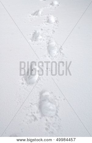 Footprints In Fresh Snow