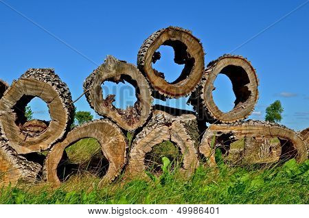 Chunks of wood from a hollowed out see are stacked.