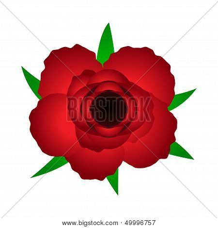 Red Rose