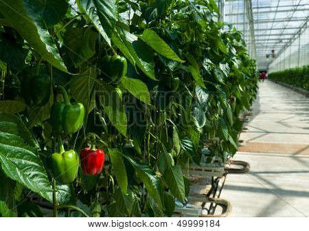 Commercial Greenhouse