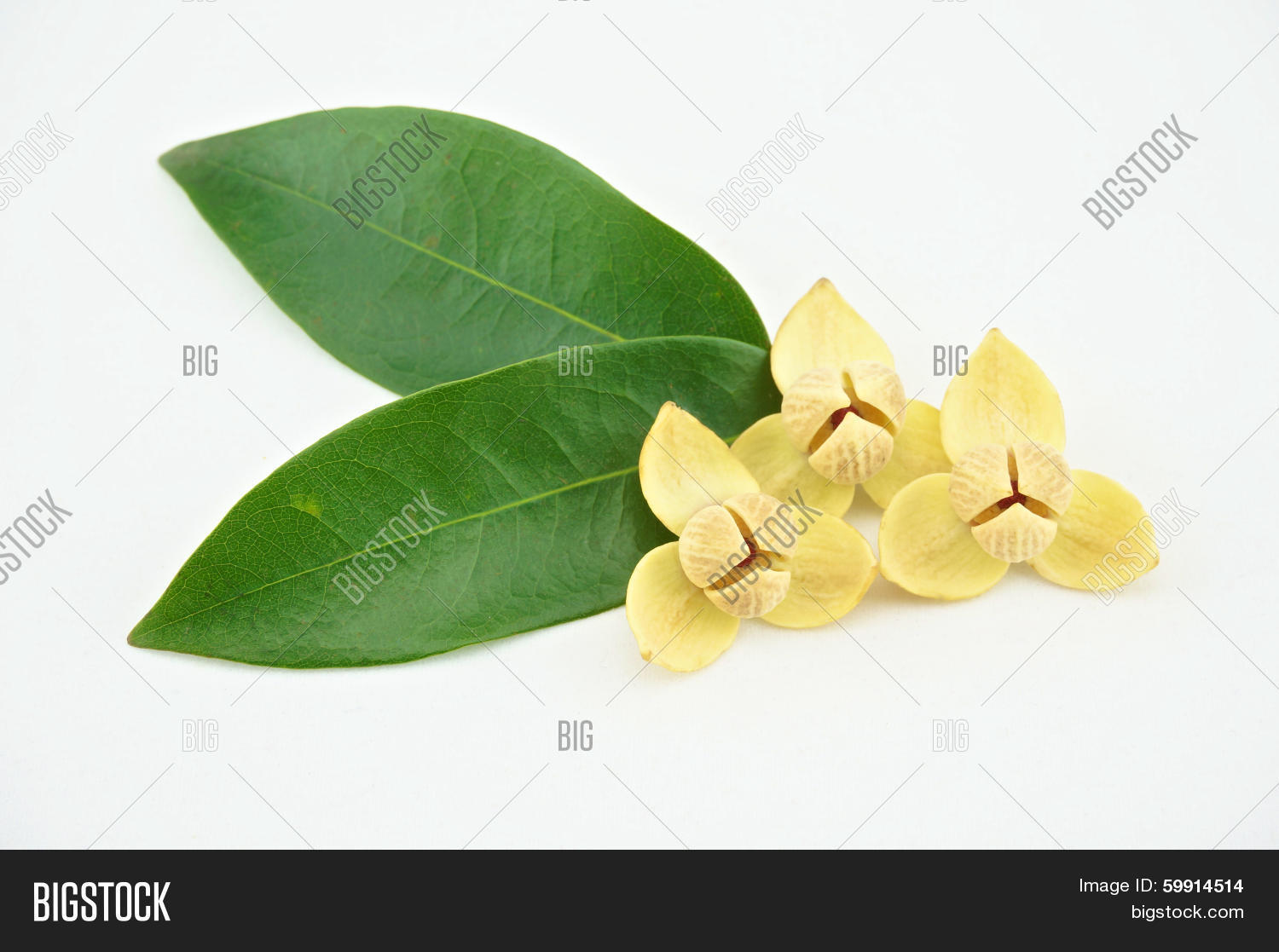 Image Preview