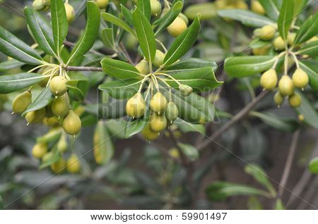 Pittosporum Tobira