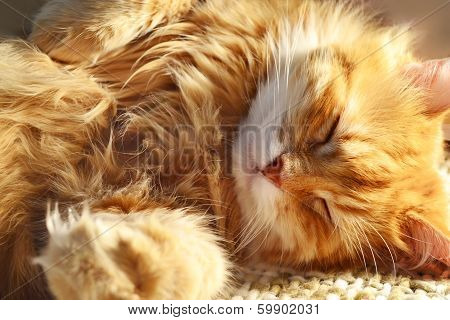 Sleeping Red Cat