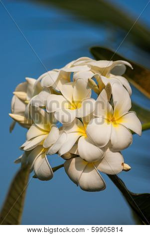 Plumeria Flower Blossom