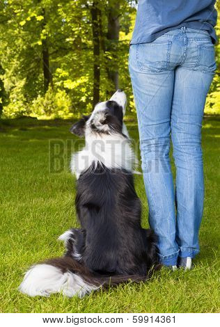 Loyal well bred dog looking up to his boss and waiting for a command