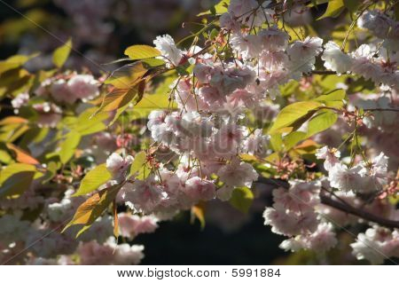 Cereza