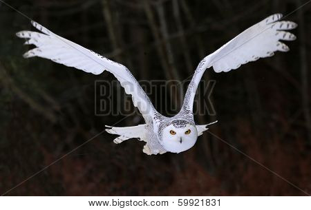 Snowy Owl Flying Right At You