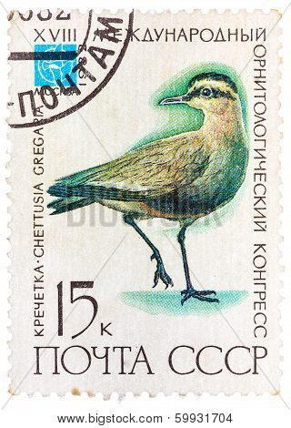 Stamp Printed In Ussr (russia) Shows A Bird Chettusia Gregaria