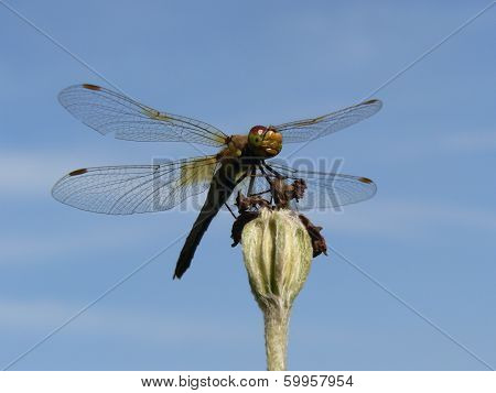 Dragonfly