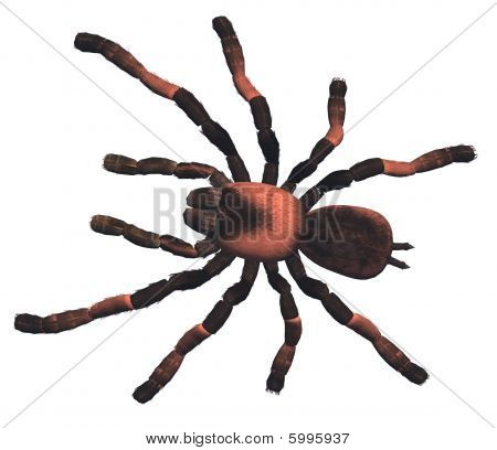 Czerwone włosy meksykański Tarantula