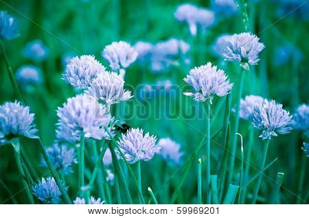 Purple flowers