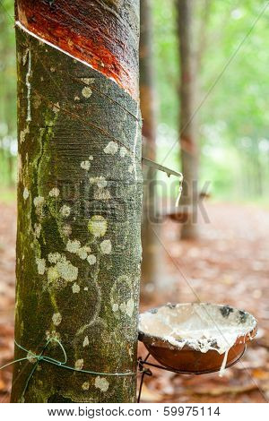 Latex being collected from a tapped rubber tree in Vietnam