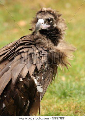 Cinereous Vulture