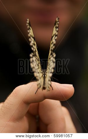 Malabar tree nymph butterfly perched on finger