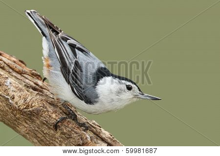 Male White-breasted Nathatch Perched On A Branch - Ontario, Canada