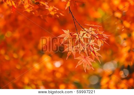 Red Maple Leaves In Autumn At Tenryu-ji Temple In Kyoto