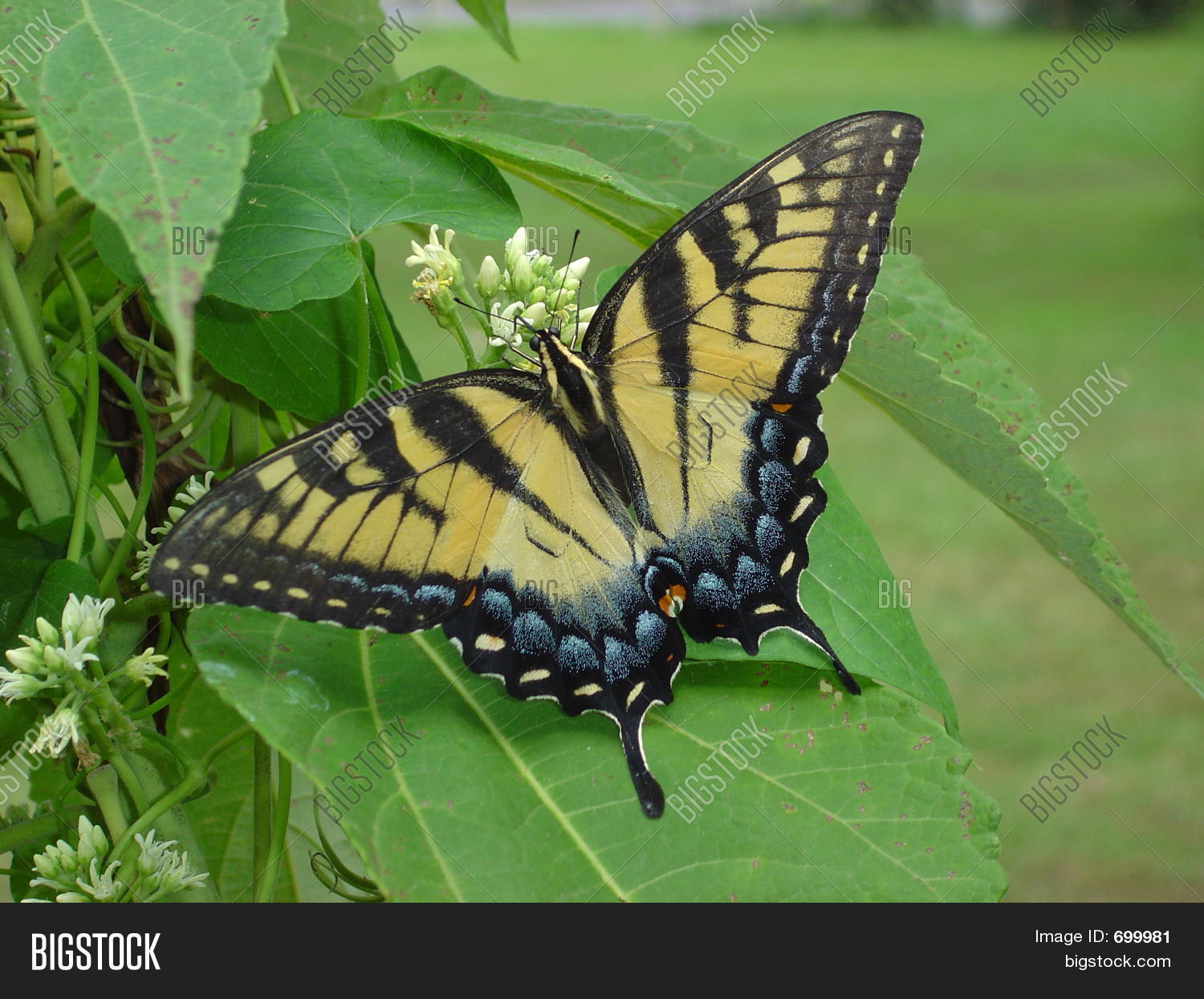 Image Preview
