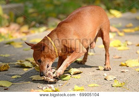 Miniature Pinscher Eat In The Park