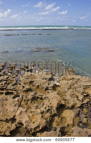 Coral at Porto de Galinhas beach