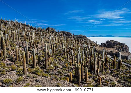 Isla Incahuasi (pescadores), Salar De Uyuni, Bolivia