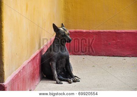 Hairless Peru Dog (endemic), Huaca De La Luna, Peru