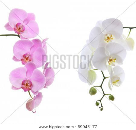Pink ans white delicate orchid isolated on white background