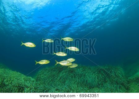 School of fish in ocean: Amberjacks hunting