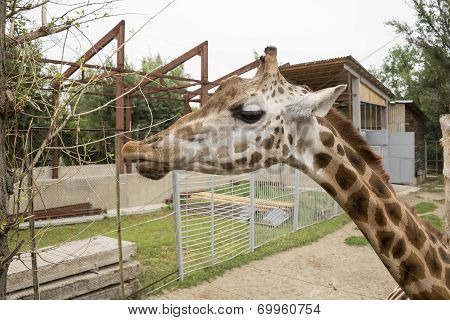 Giraffe Eats Carrots With Hands