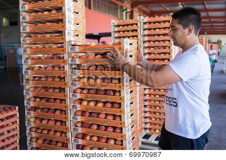 Products Of Agricultural Cooperative Of Naoussa, Greece, Carried In Boxes. The Famous 